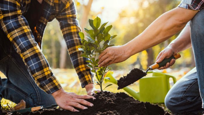 Two people planting a sapling.