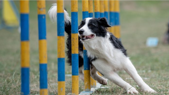 Border collie running through the weaves in the agility course.