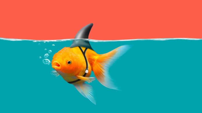 Image of a goldfish wearing a shark fin, representing the rise of open banking