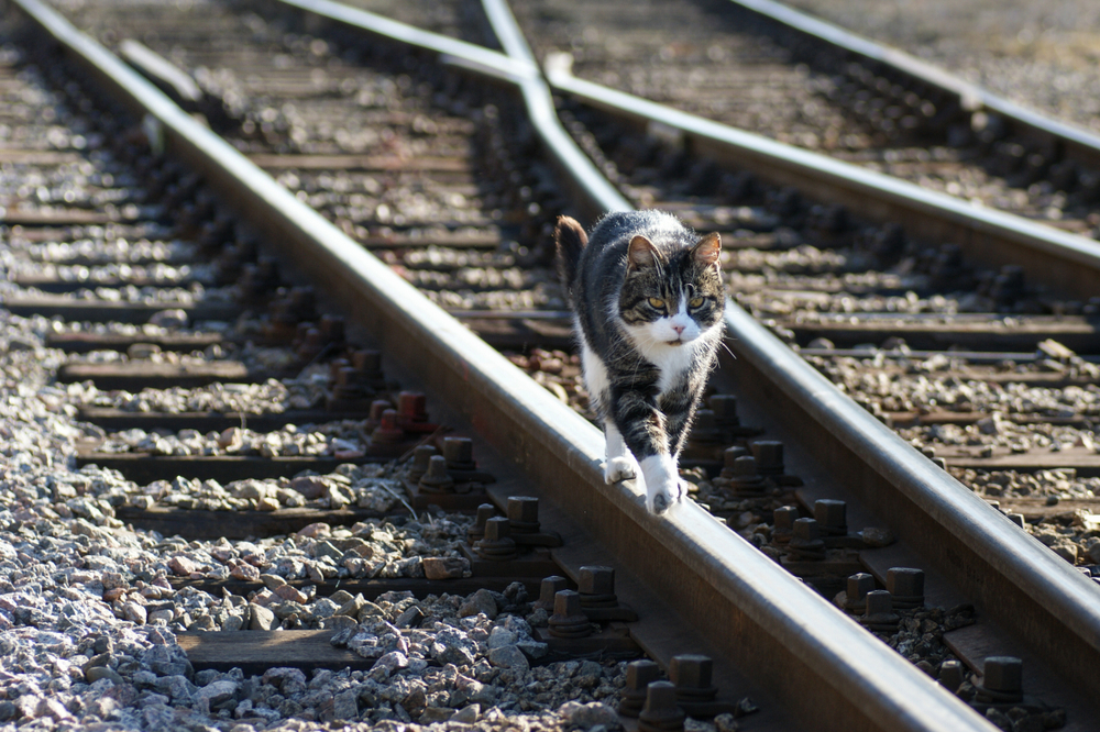 Cat on the railway track